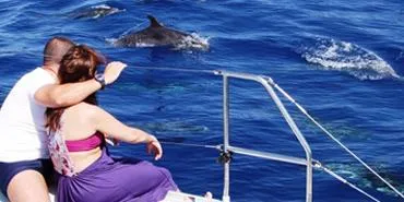 VIP Dolphin Tour in Hurghada: Swim and Snorkel with Dolphins in the Red Sea